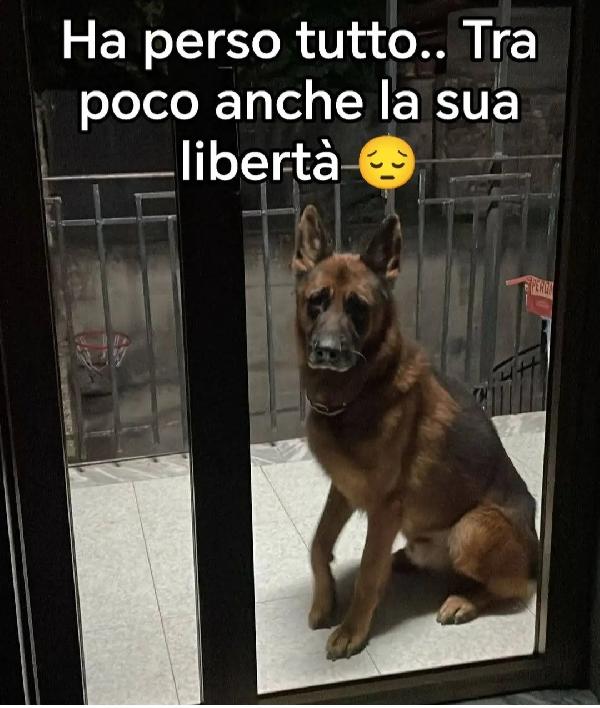 Pastore Tedesco 7Anni Rimasto Solo In Balcone!Salerno