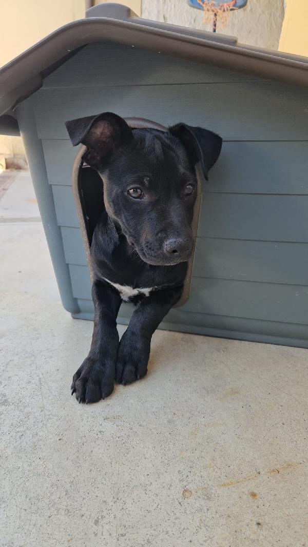 Totò Splendido Dolce Cucciolo Mix Pitbull Cerca Casa 