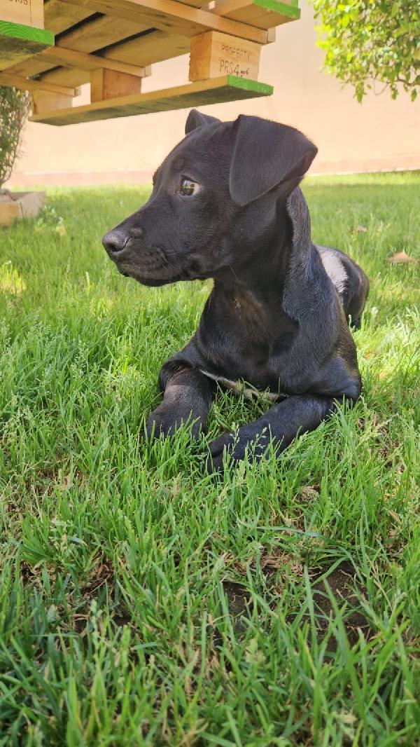 Totò splendido dolce cucciolo mix Pitbull cerca casa  Foto 2