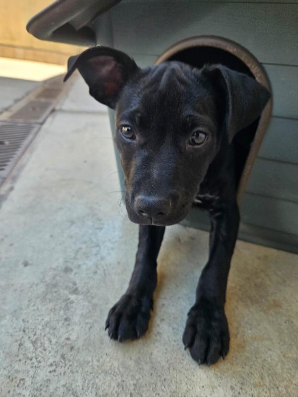 Totò splendido dolce cucciolo mix Pitbull cerca casa  Foto 3