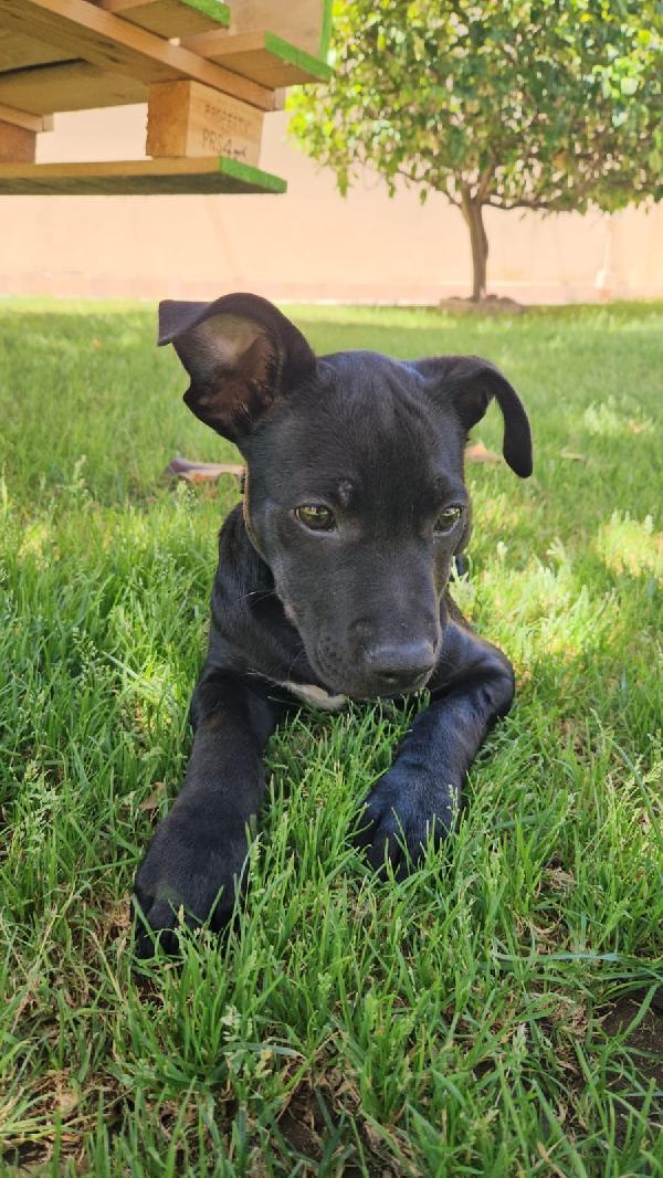 Totò splendido dolce cucciolo mix Pitbull cerca casa  Foto 4