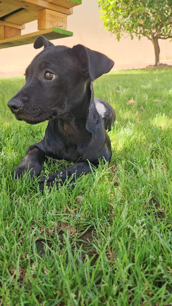 Totò splendido dolce cucciolo mix Pitbull cerca casa  Foto 5