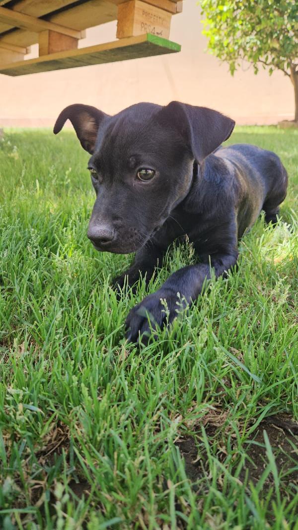 Totò splendido dolce cucciolo mix Pitbull cerca casa  Foto 6