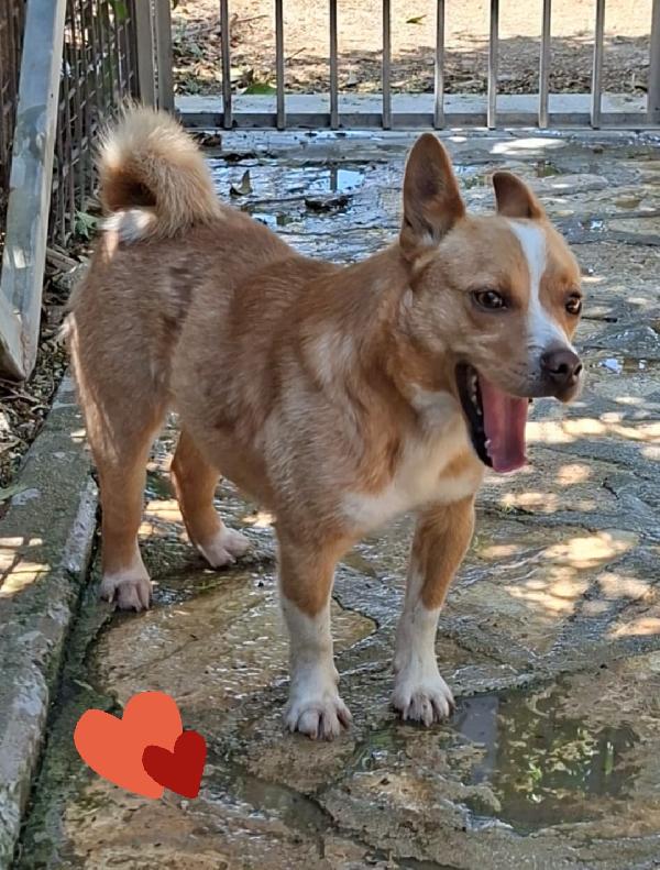 Fox Cagnolino Taglia Piccola 