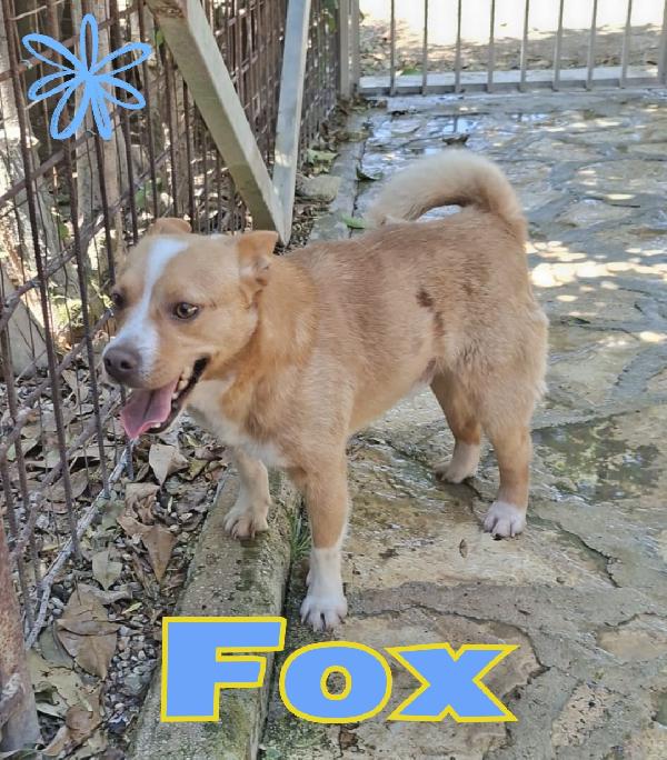 Fox cagnolino taglia piccola  Foto 2