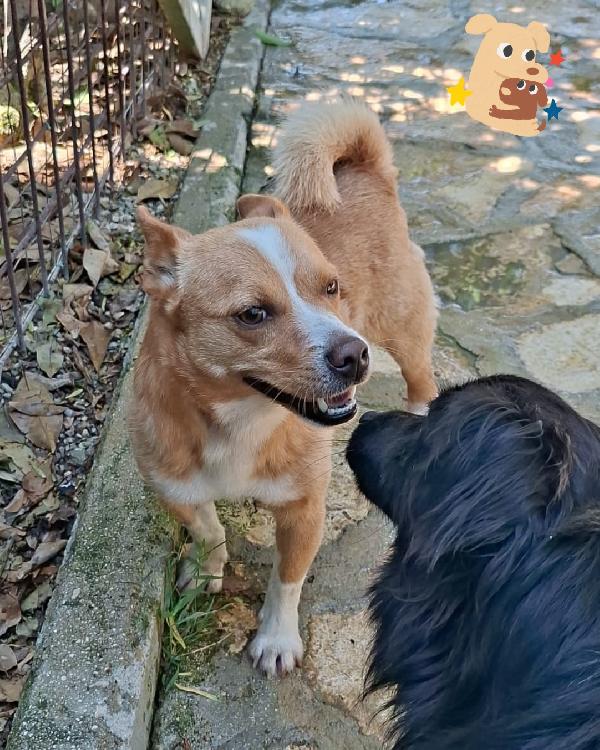 Fox cagnolino taglia piccola  Foto 4