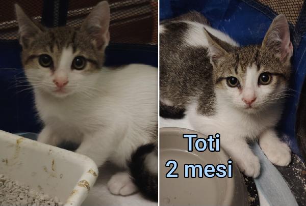 Chiamate per salvare un gattino  Foto 5