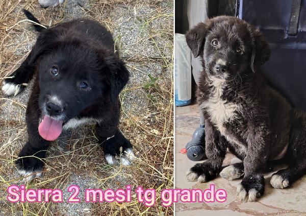 Cucciolotti in adozione  Foto 7