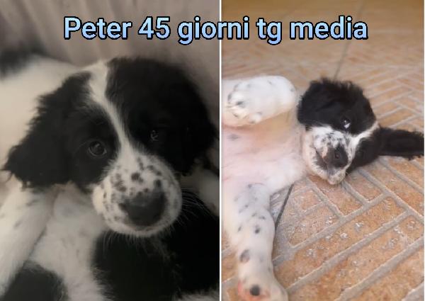 Cucciolotti in adozione  Foto 9
