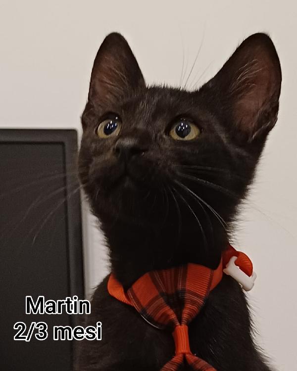 GATTINI ABBANDONATI: EMERGENZA  Foto 3