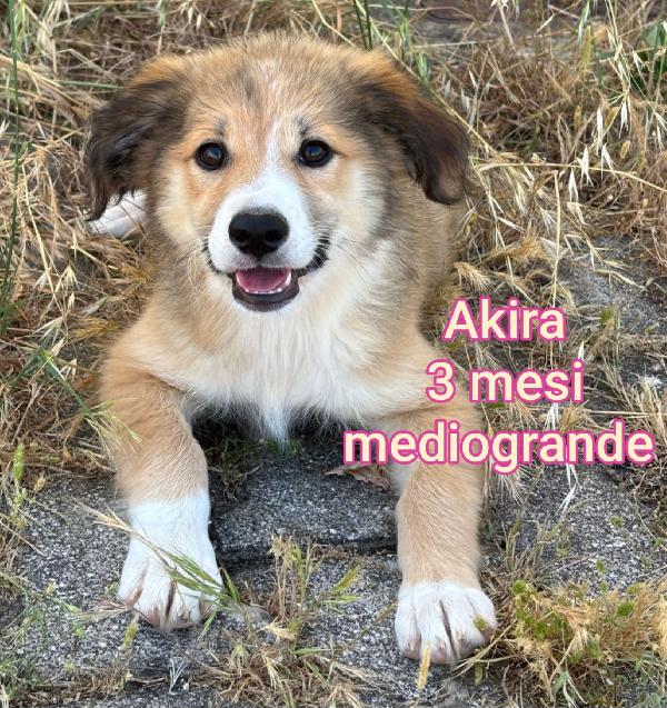 ADOZIONI CUCCIOLI: 2 MESI  Foto 4