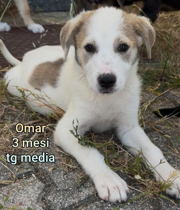 ADOZIONI CUCCIOLI: 2 MESI  Foto 6