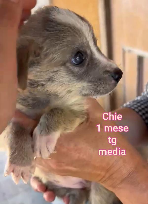 ADOZIONI CUCCIOLI: 2 MESI  Foto 7