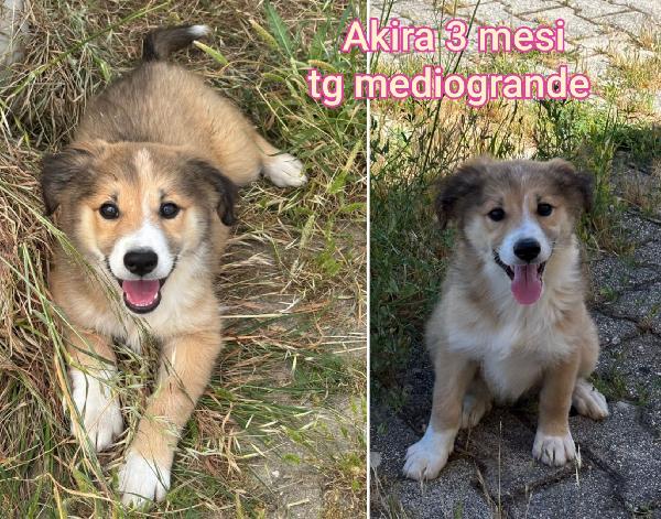 ADOTTA UN CUCCIOLO SENZA CASA Foto 3