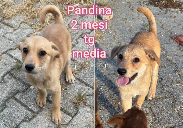 ADOTTA UN CUCCIOLO SENZA CASA Foto 4