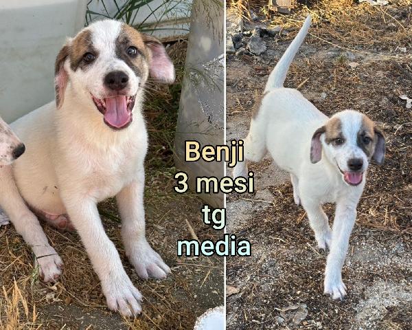 ADOTTA UN CUCCIOLO SENZA CASA Foto 5