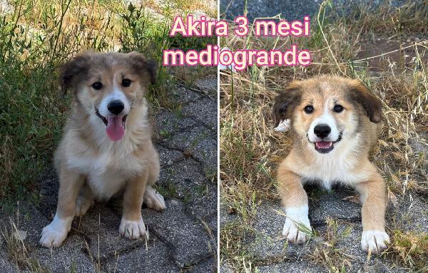 Siamo sommerse dai cuccioli  Foto 4