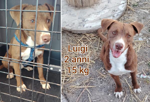 Cagnolini di taglia contenuta  Foto 3