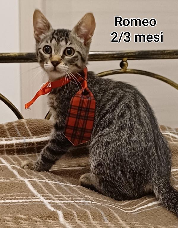 GATTINI ABBANDONATI: URGENTE  Foto 6