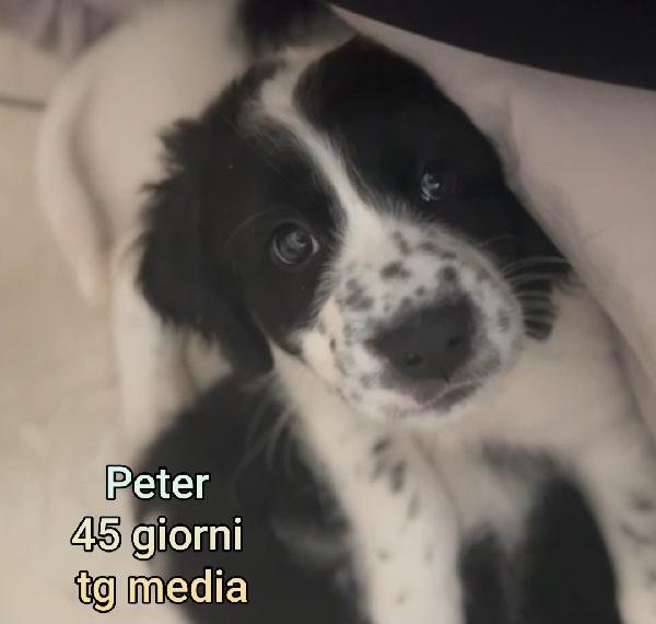 CUCCIOLI DI 2 MESI: URGENTI ADOZIONI Foto 6