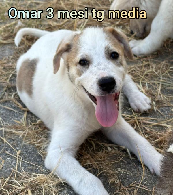 CUCCIOLI DI 2 MESI: URGENTI ADOZIONI Foto 8