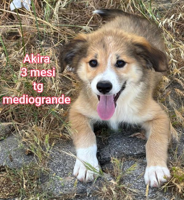 CUCCIOLI DI 2 MESI: URGENTI ADOZIONI Foto 9