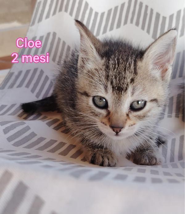 ADORABILI GATTINI ADOZIONI Foto 7