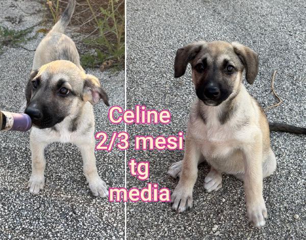 SALVATE QUESTI MERAVIGLIOSI CUCCIOLINI  Foto 3