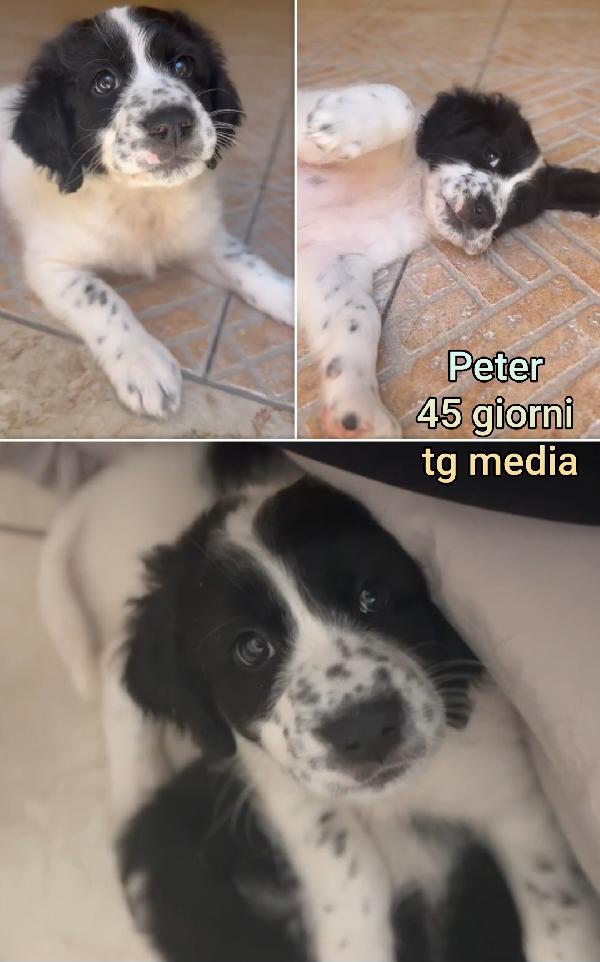 SALVATE QUESTI MERAVIGLIOSI CUCCIOLINI  Foto 8
