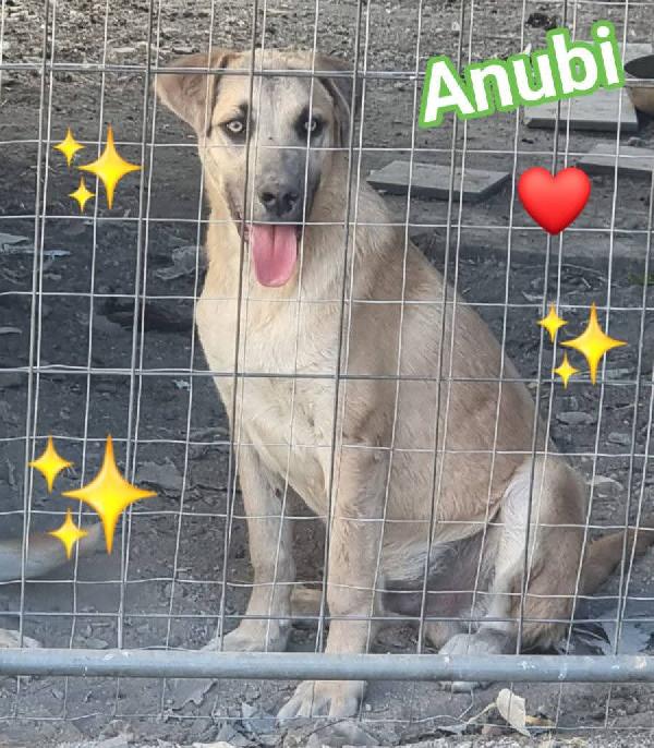 Cuccioli cercano Adozione  Foto 2