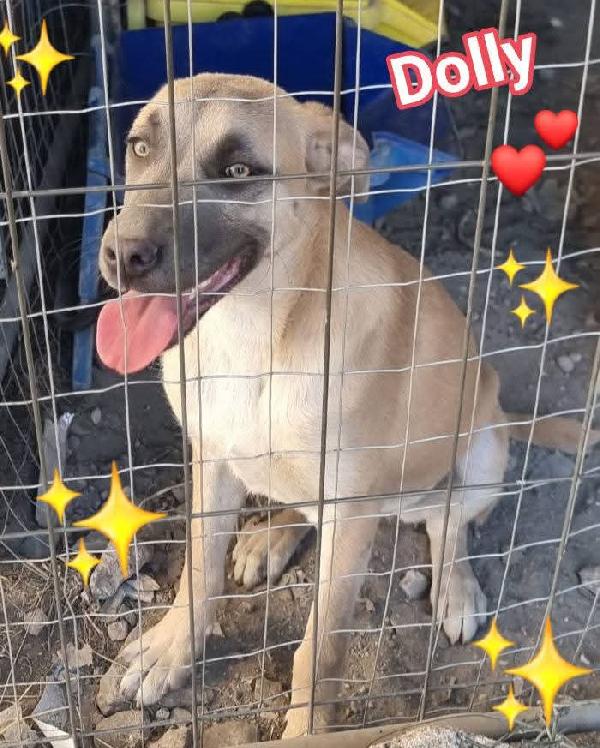 Cuccioli cercano Adozione  Foto 3