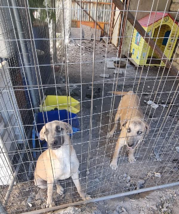 Cuccioli cercano Adozione  Foto 4