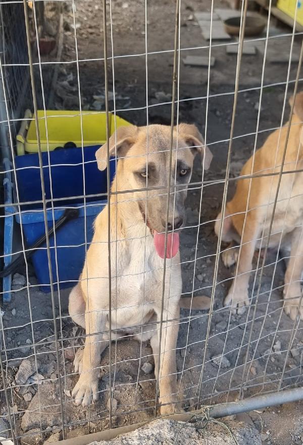 Cuccioli cercano Adozione  Foto 5