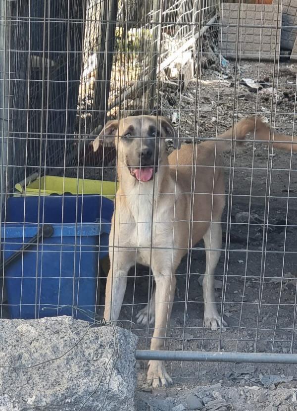 Cuccioli cercano Adozione  Foto 6