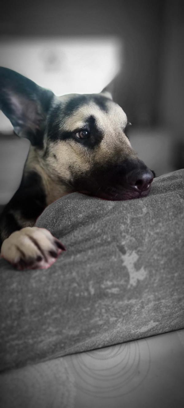 Leon