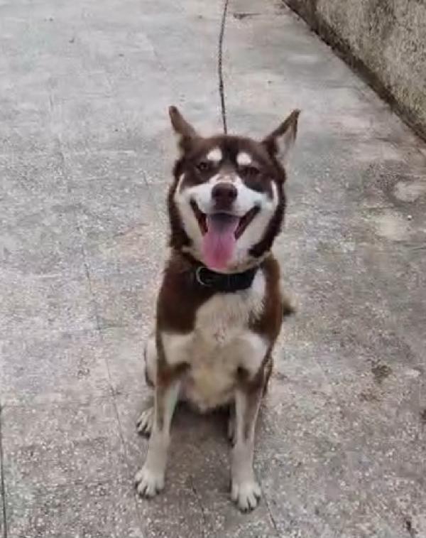 Siberian Husky 1Anno Marrone..viveva A Catena.calabria