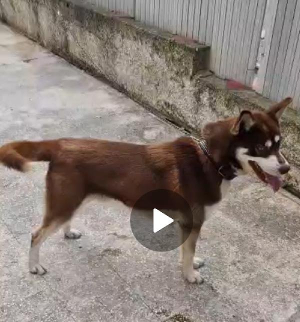Siberian Husky 1anno marrone..viveva a catena.CALABRIA Foto 4