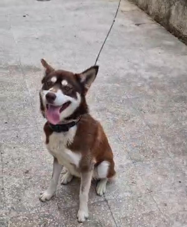 Siberian Husky 1anno marrone..viveva a catena.CALABRIA Foto 5