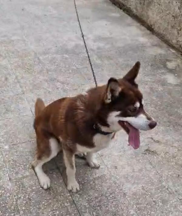 Siberian Husky 1anno marrone..viveva a catena.CALABRIA Foto 6