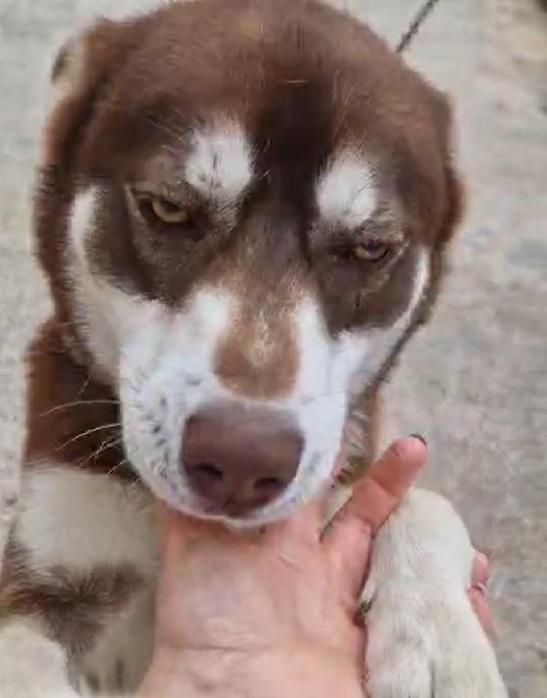 Siberian Husky 1anno marrone..viveva a catena.CALABRIA Foto 7