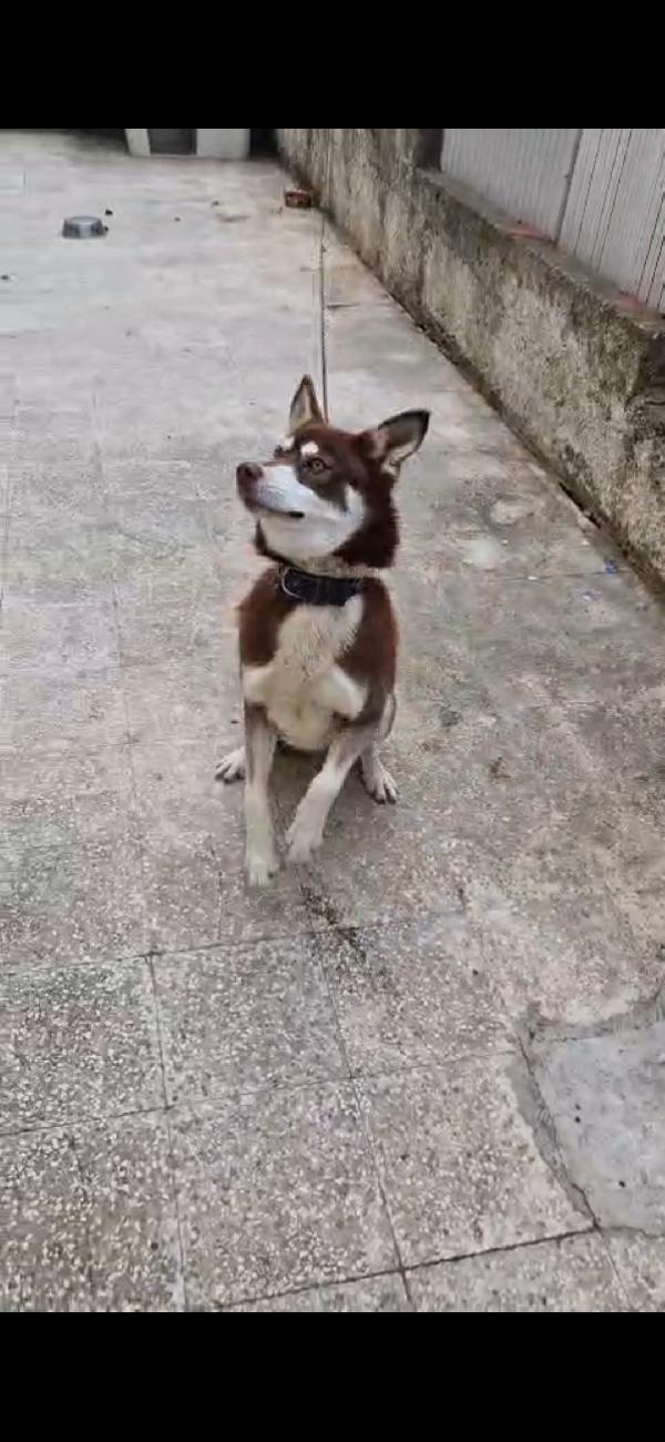 Siberian Husky 1anno marrone..viveva a catena.CALABRIA Foto 8