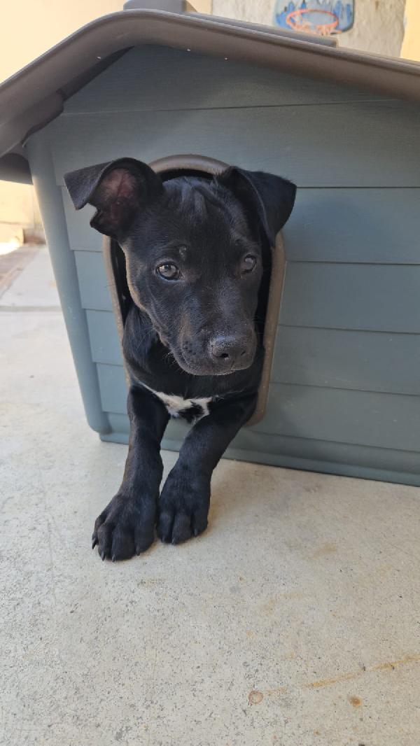 Totò: 3 Mesi Incrocio Pittbull 