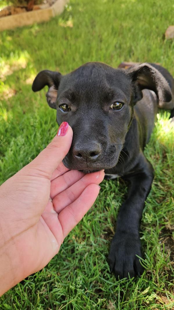 Totò: 3 mesi incrocio pittbull  Foto 7