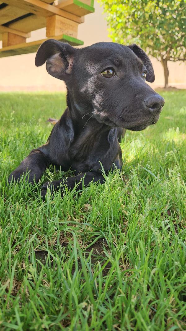 Totò: 3 mesi incrocio pittbull  Foto 8