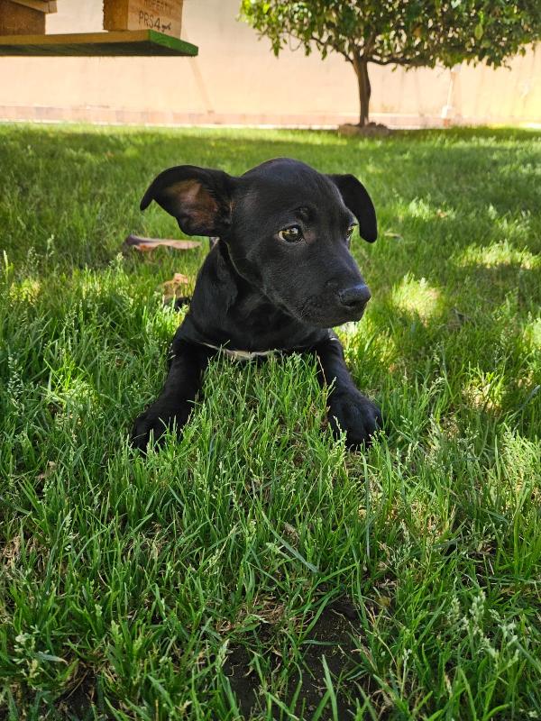 Totò: 3 mesi incrocio pittbull  Foto 10