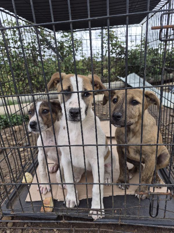7Cuccioli 3Mesi E 1/2 Buttati Via Come Rifiuti.catania