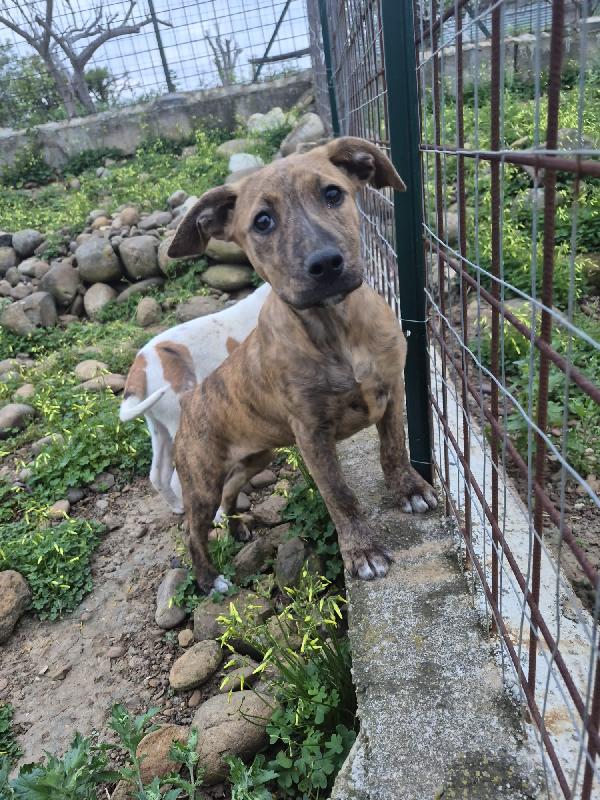 7cuccioli 3mesi e 1/2 buttati via come rifiuti.CATANIA Foto 2