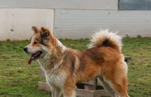 Femmina incrocio Akita 18mesi URGENTE SENNÒ TORNA IN STRADA! NAPOLI Foto 11
