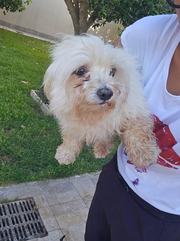 Mafalda splendida maltese cerca casa  Foto 2