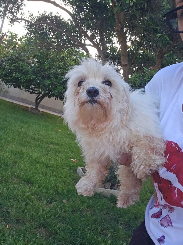 Mafalda splendida maltese cerca casa  Foto 3